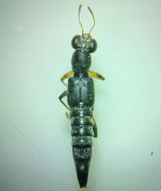 Stenus solutus - selyemfényű szemesholyva Stenus solutus - selyemfényű szemesholyva