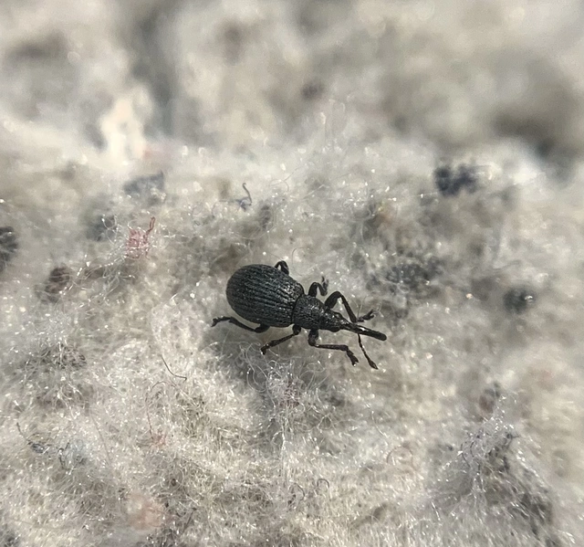 Ischnopterapion loti - szarvaskerep-cickányormányos