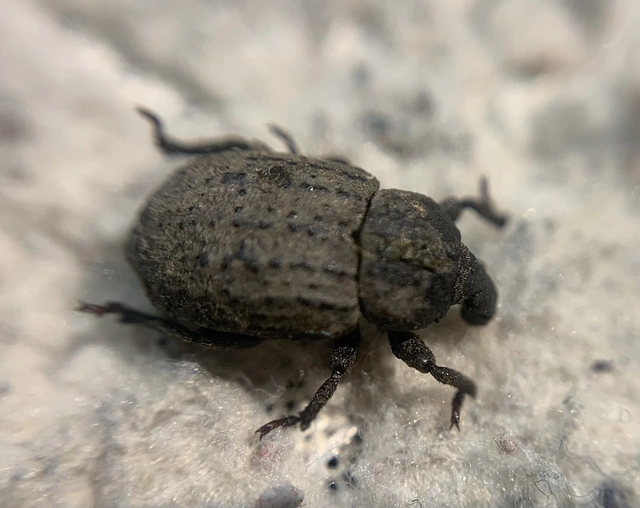 Minyops variolosus - nyugati bordásormányos