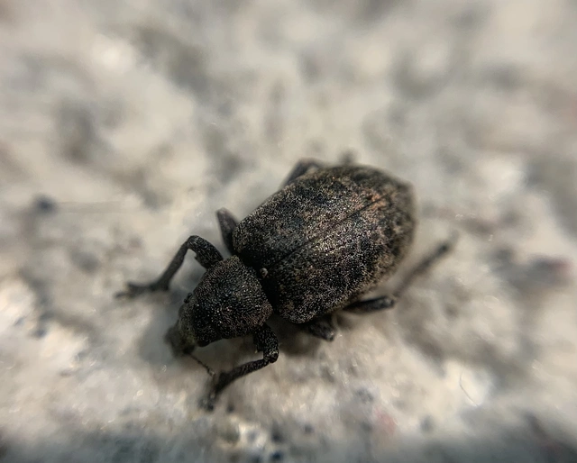 Liophloeus tessulatus - kockás barabolyormányos
