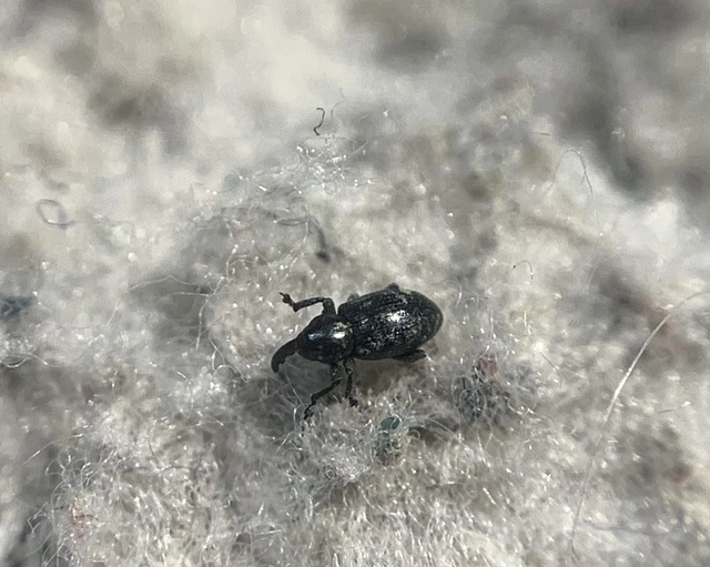 Smicronyx coecus - egykarmú arankaormányos