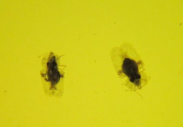 Corythucha arcuata - tölgy-csipkéspoloska