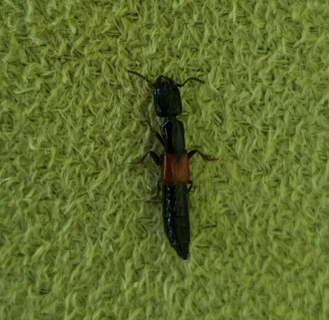 Gauropterus fulgidus - fényes rovátkásholyva