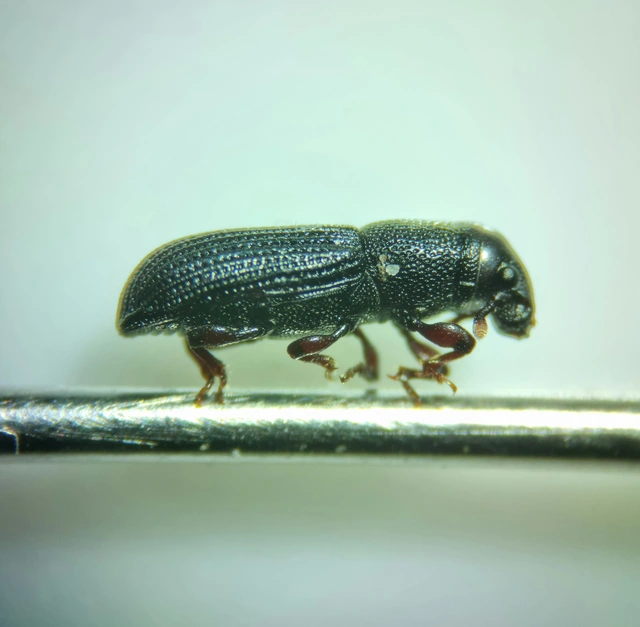 Rhyncolus elongatus - nyurga szúormányos