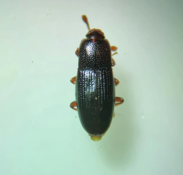 Cerylon histeroides - fekete kéregbogár Cerylon histeroides - fekete kéregbogár