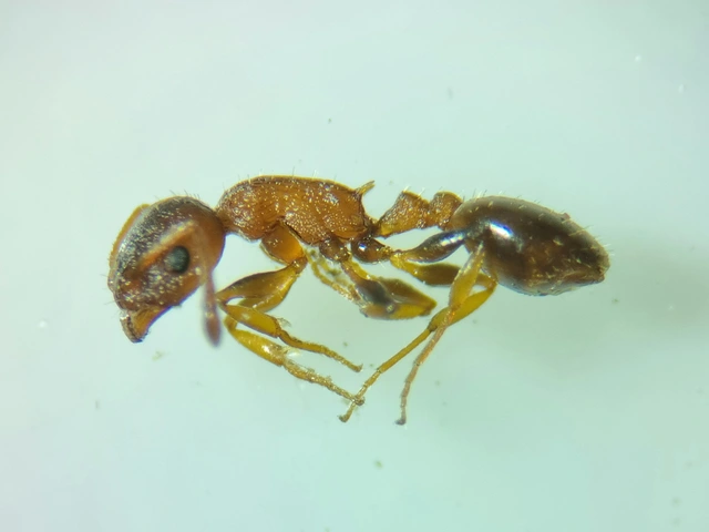 Temnothorax affinis - erdei kéreghangya