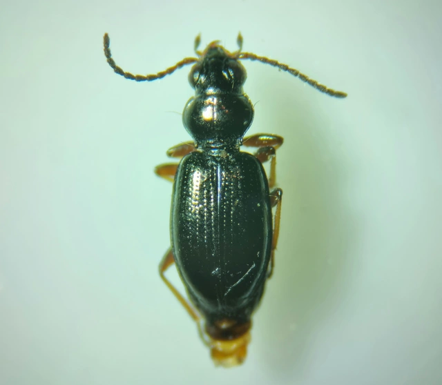 Bembidion lampros - erdei gyorsfutó