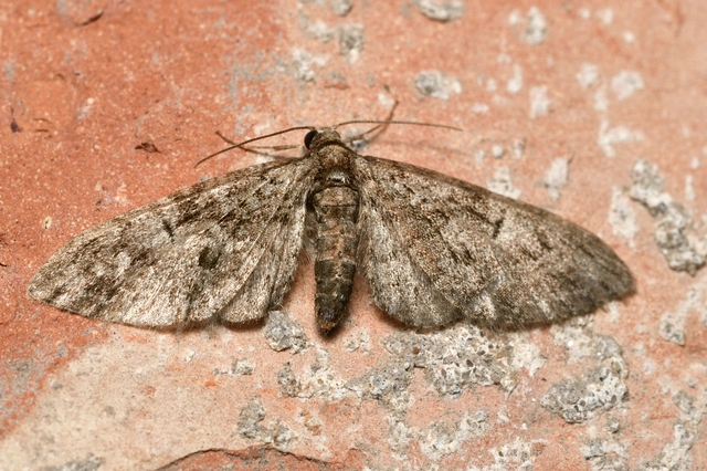 Eupithecia abbreviata - korai törpearaszoló