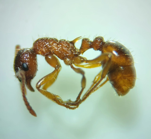 Myrmica ruginodis - erdei bütyköshangya
