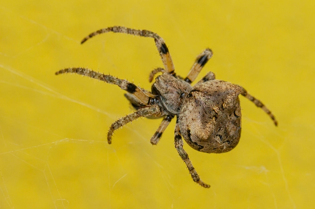 Araneus circe/angulatus