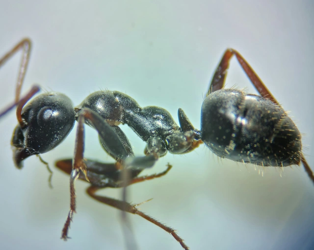 Formica lemani - hegyi rabszolgahangya