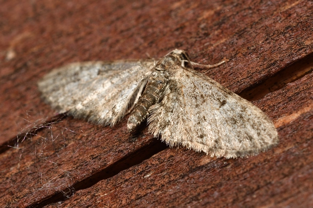 Eupithecia dodoneata - tölgy-törpearaszoló