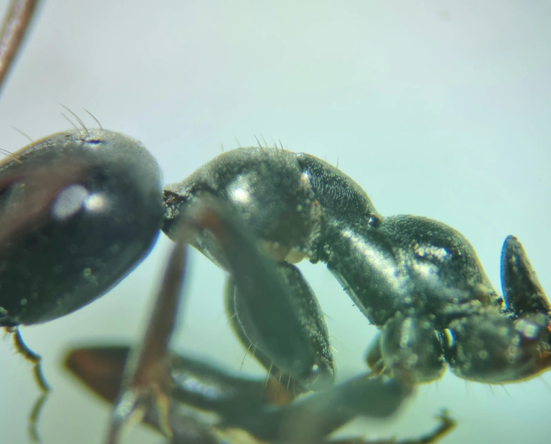 Formica lemani - hegyi rabszolgahangya