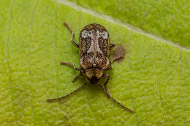 Ptinomorphus imperialis - díszes álszú