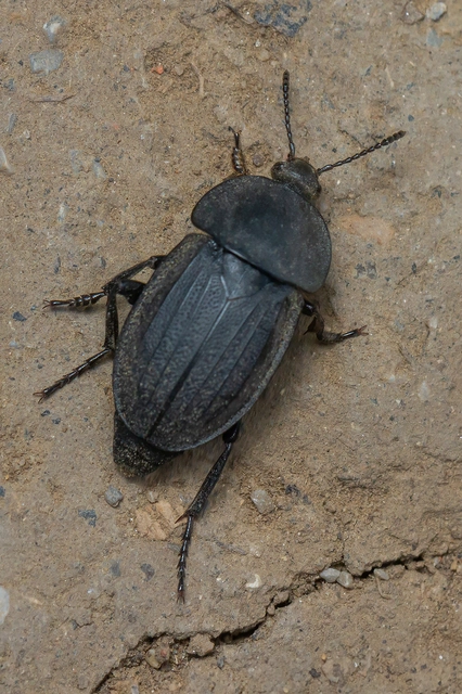 Silpha carinata - karimás dögbogár