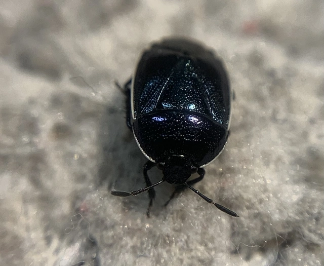 Canthophorus melanopterus