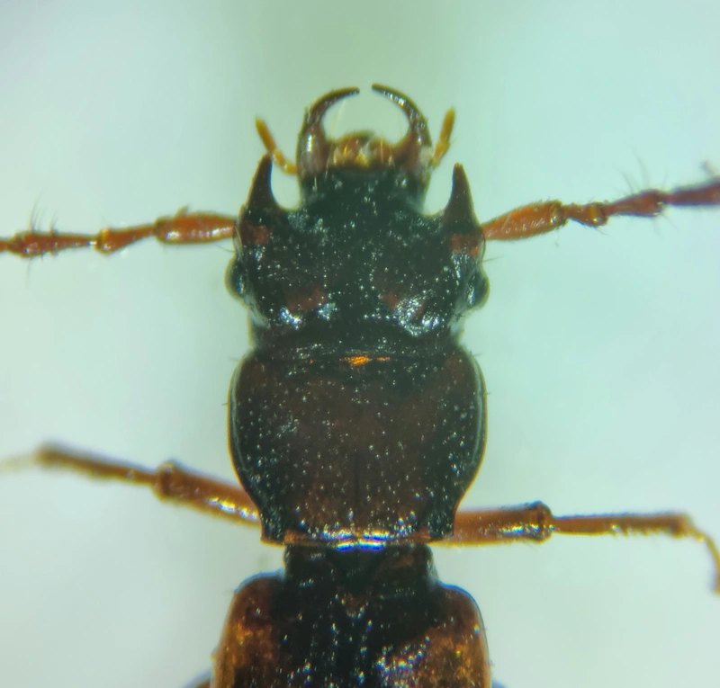Siagonium humerale - vállfoltos lapholyva