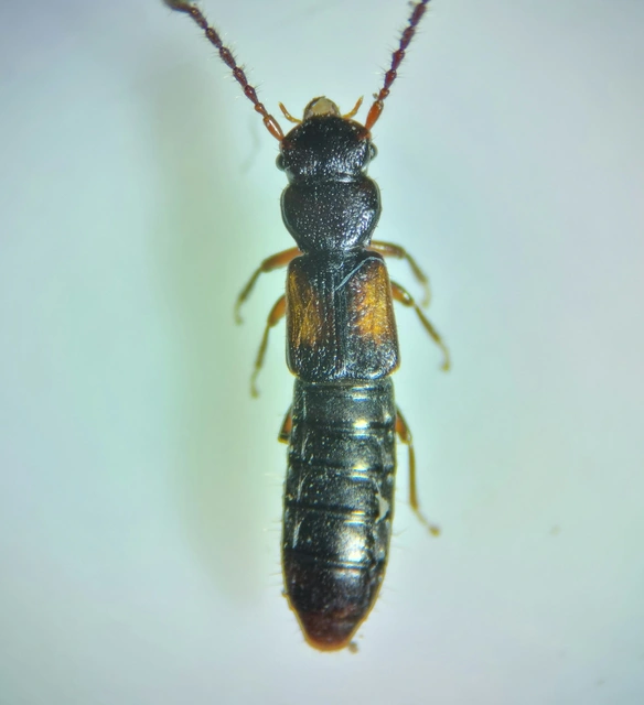 Siagonium humerale - vállfoltos lapholyva