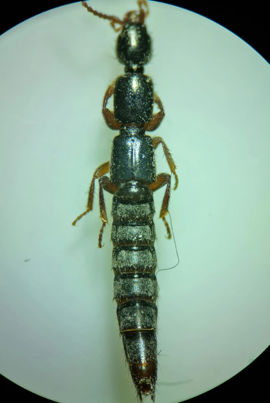 Lathrobium brunnipes - nagy mocsárholyva