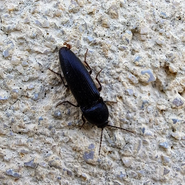 Elateridae - pattanóbogárfélék