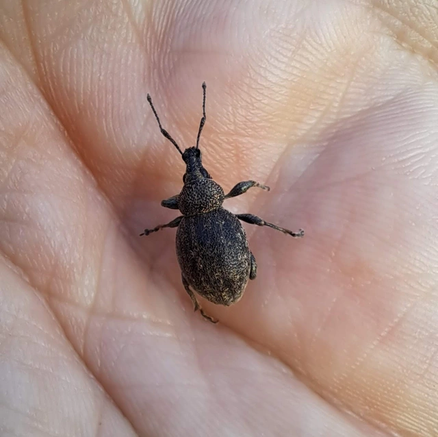 Otiorhynchus ligustici - vincellér-gyalogormányos