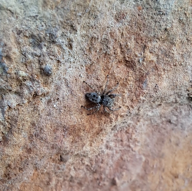 Araneae - Pókok