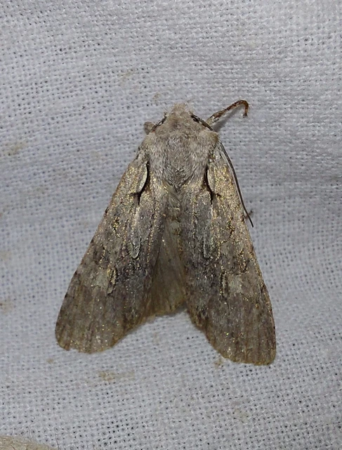 Lithophane ornitopus - közönséges fabagoly