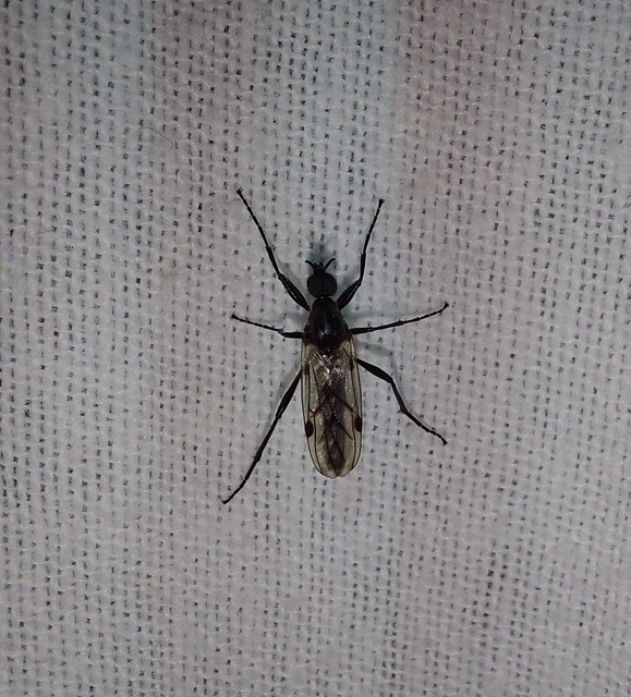 Bibionidae - bársonylegyek