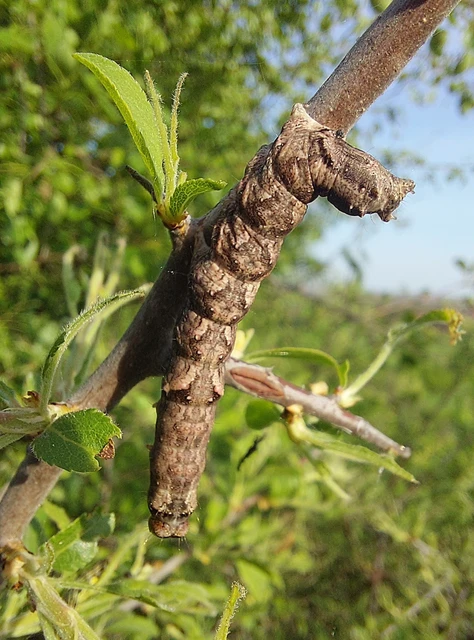 Allophyes oxyacanthae - galagonyabagoly