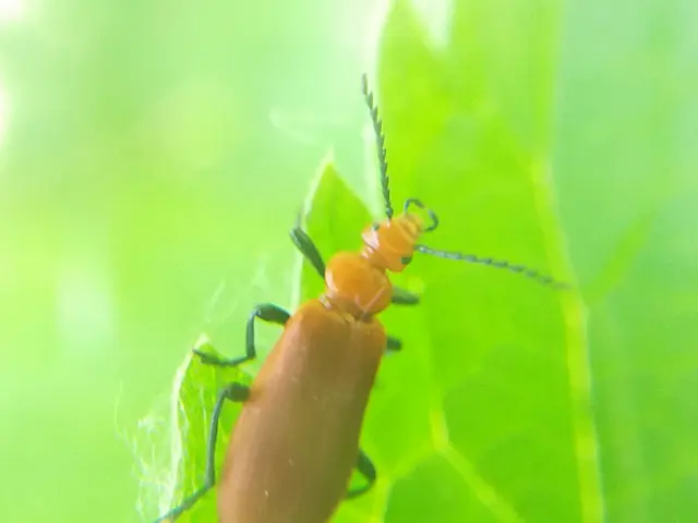 Pyrochroa serraticornis - közép-bíborbogár