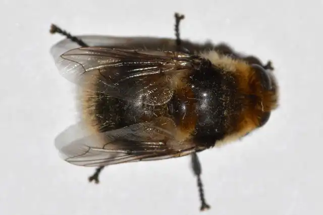 Cephenemyia auribarbis - szarvas-garatbagócs