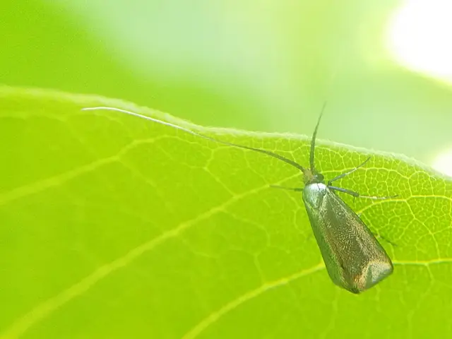 Adela reaumurella - smaragdfényű tőrösmoly