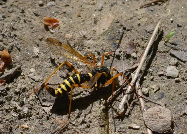Ctenophora flaveolata