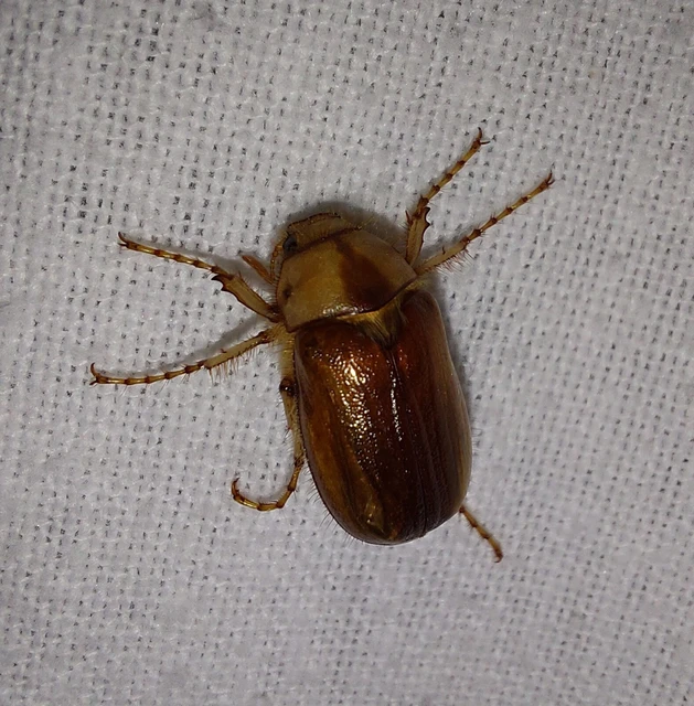 Rhizotrogus aestivus - tavaszvégi cserebogár