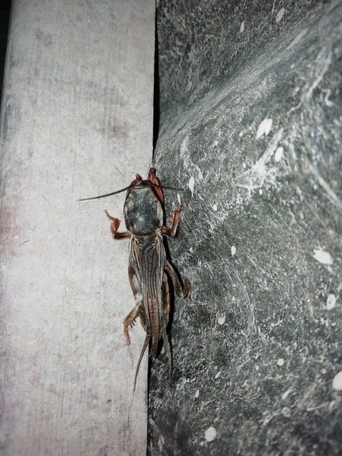 Gryllotalpa gryllotalpa - közönséges lótücsök