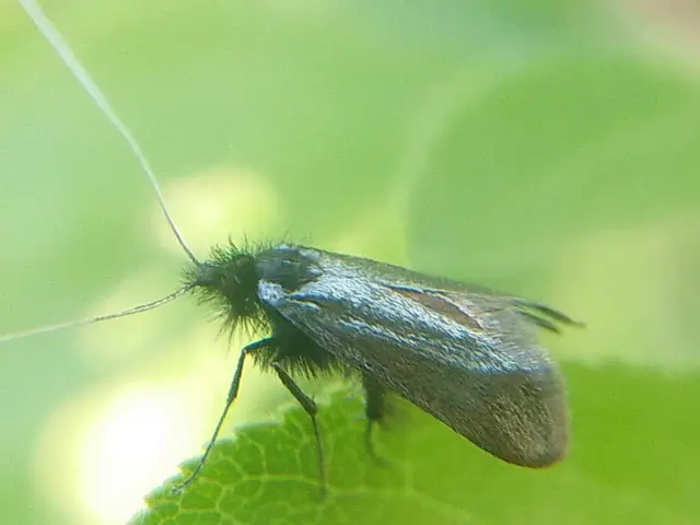 Adela reaumurella - smaragdfényű tőrösmoly