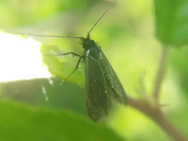 Adela reaumurella - smaragdfényű tőrösmoly