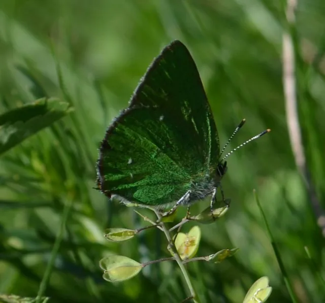 Callophrys rubi - zöldfonákú lepke