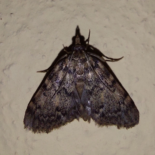 Aglossa pinguinalis - zsiradékmoly