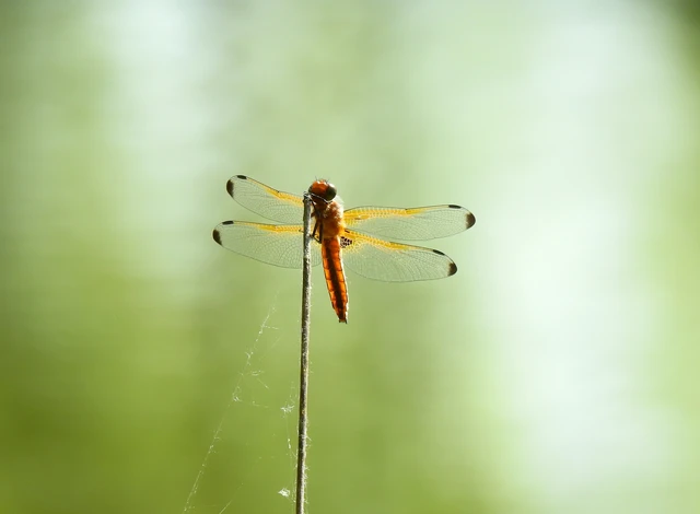 Libellula fulva - kisfoltos laposacsa