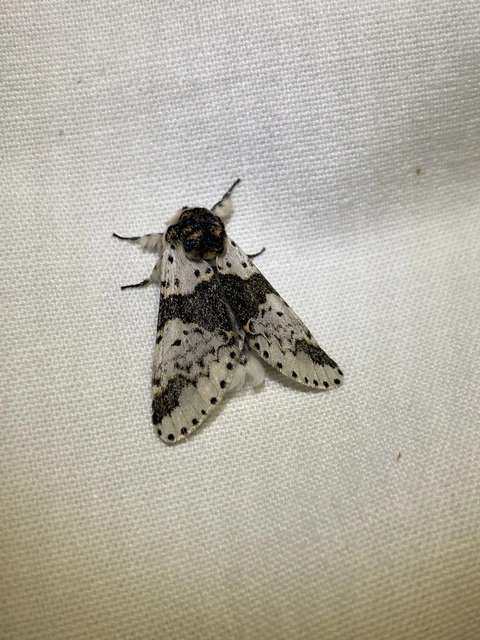 Furcula bicuspis - apáca-púposszövő