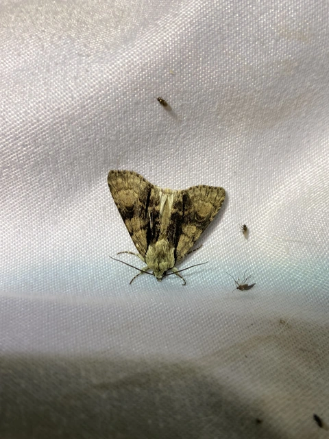 Acronicta alni - éger-szigonyosbagoly