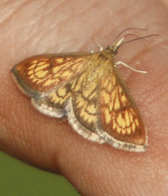 Ecpyrrhorrhoe rubiginalis - rozsdavörös tűzmoly