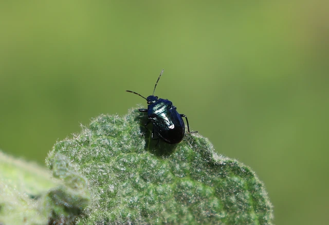 Zicrona caerulea - acélkék poloska Zicrona caerulea - acélkék poloska