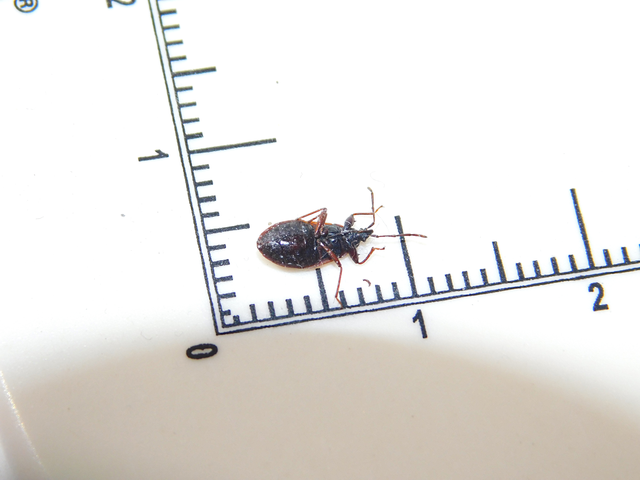 Gastrodes grossipes - lapos bodobács