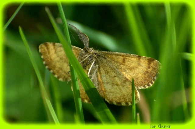Ematurga atomaria - barna rétiaraszoló