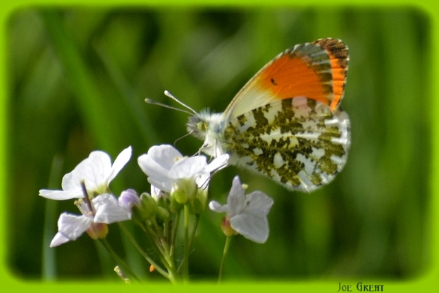 Anthocharis cardamines - hajnalpírlepke