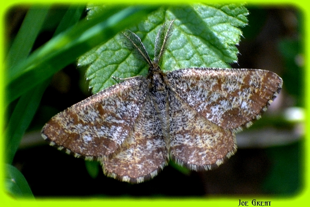 Ematurga atomaria - barna rétiaraszoló