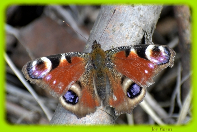 Nymphalis io - nappali pávaszem