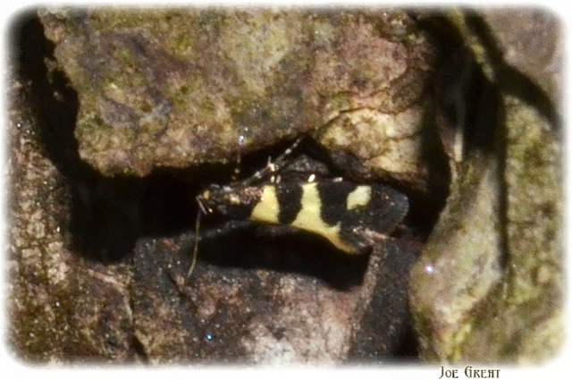 Denisia